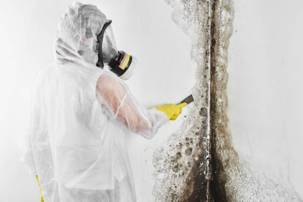 Best Black Mold Removal  in Ballinger, TX