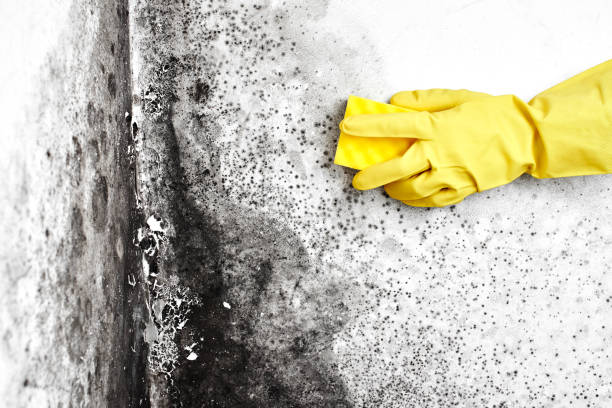 Trusted Ballinger, TX Mold Removal Experts