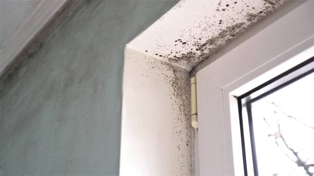 Best Local Mold Removal Service  in Ballinger, TX