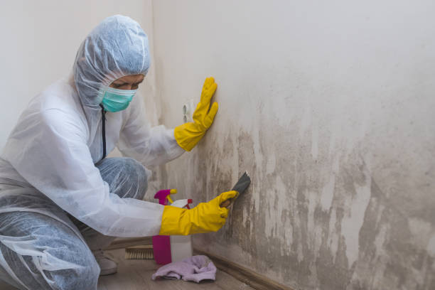 Best Fast Mold Removal  in Ballinger, TX