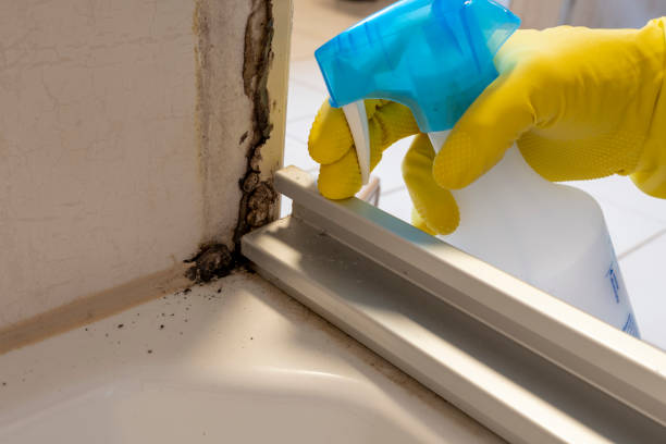 Best Mold Remediation  in Ballinger, TX