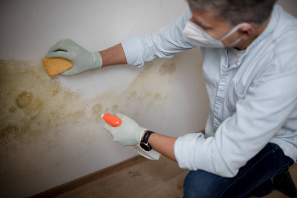 Best Certified Mold Removal  in Ballinger, TX