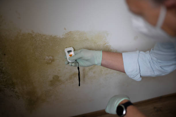 Best Mold Damage Repair  in Ballinger, TX