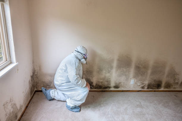 Best Mold Remediation  in Ballinger, TX