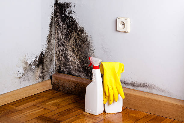 Best Same-Day Mold Removal  in Ballinger, TX